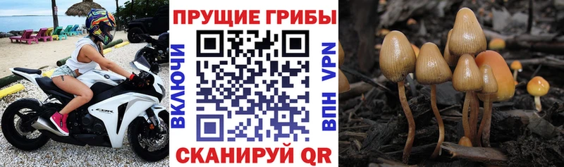 Галлюциногенные грибы GOLDEN TEACHER  как найти наркотики  Новочебоксарск 